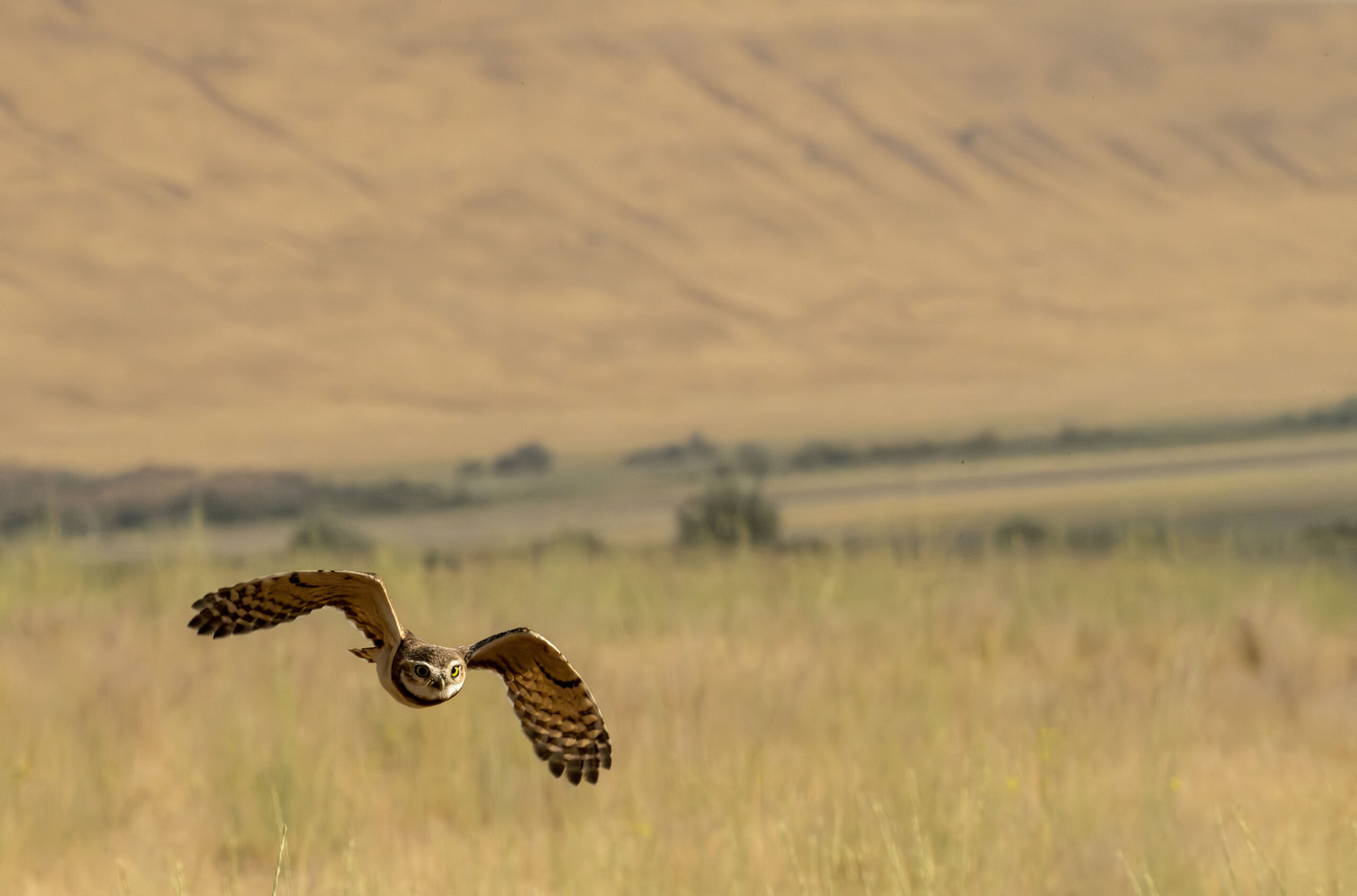 Burrowing owl in flight. Photography courtesy of Dana Vliet.