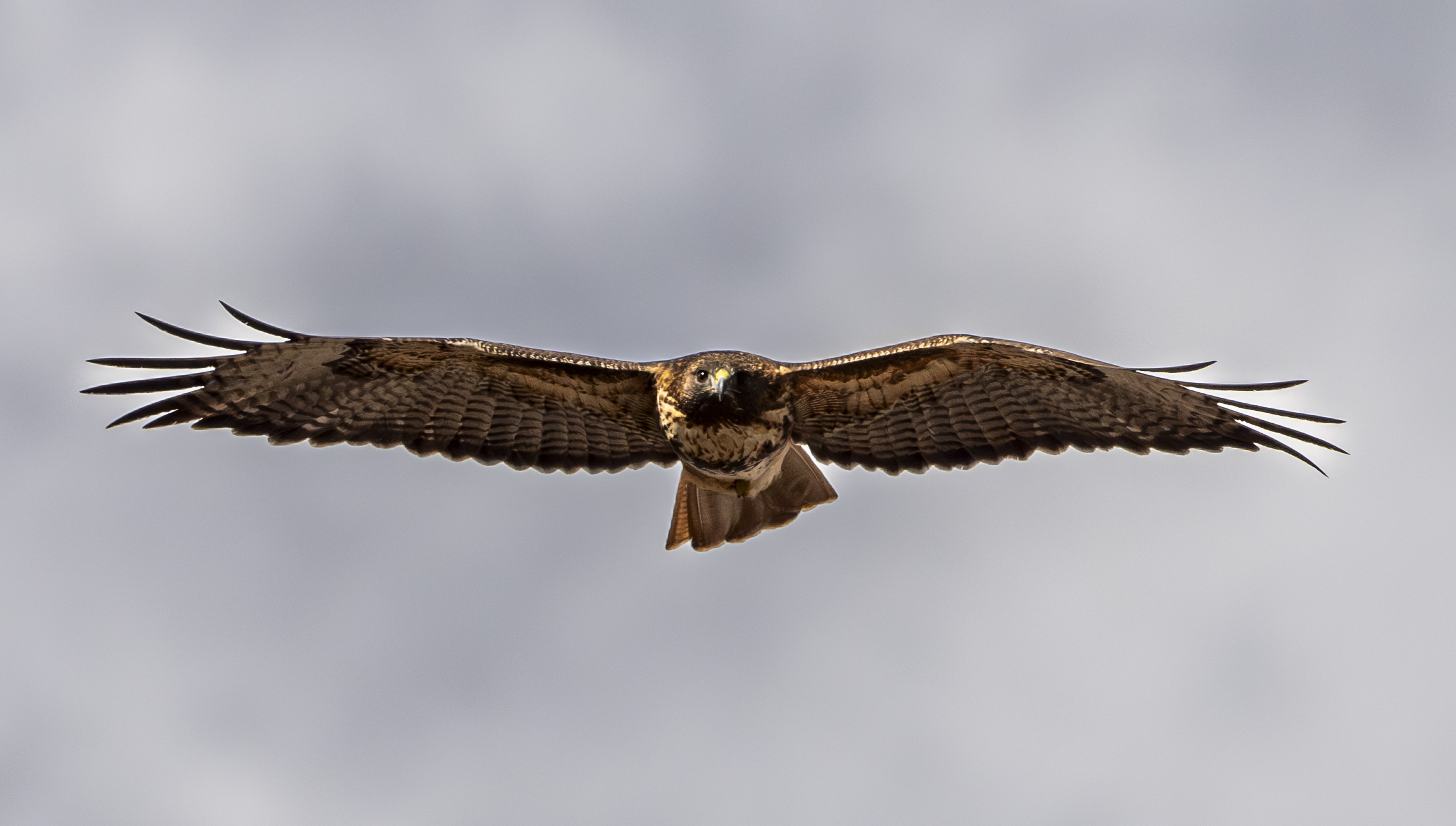 Red tail hawk in flight. Photography courtesy of Dana Vliet.